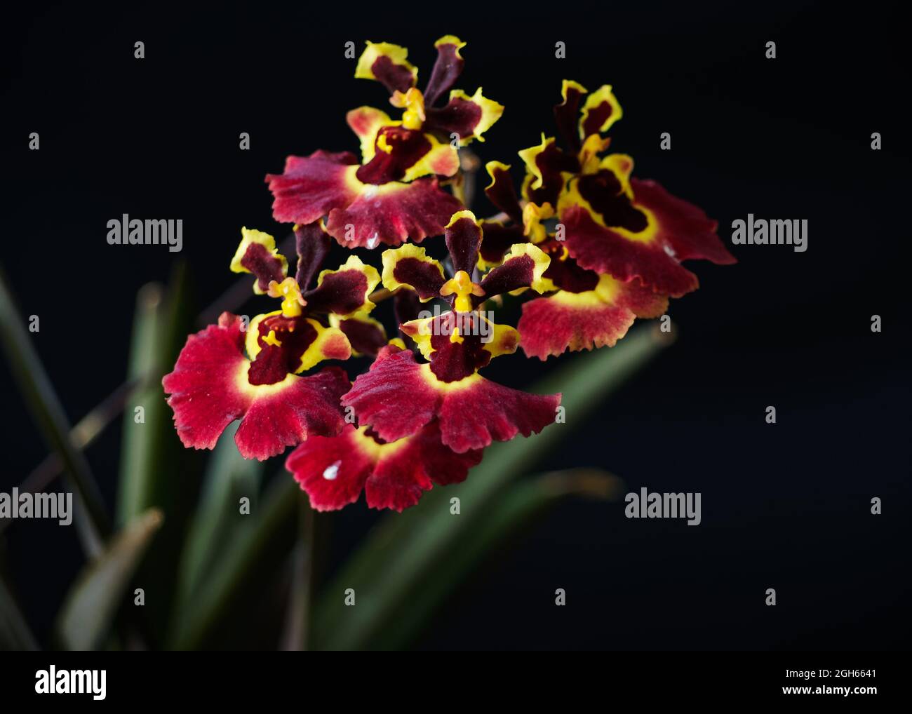 Red Tolumnia orchid Stock Photo