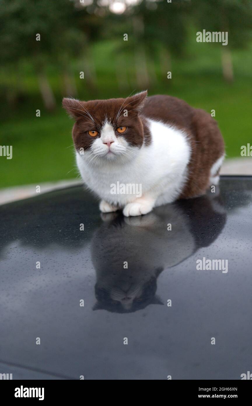 Serious cute British Shorthair cat is sitting on the roof of a car on a rainy day Stock Photo