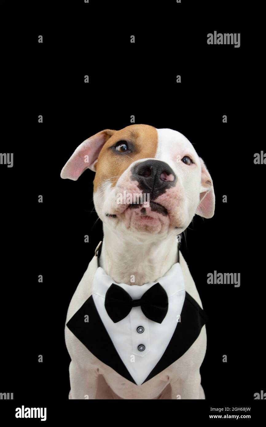 Elegant and funny american staffordshire dog wearing a tuxedo. Isolated ...