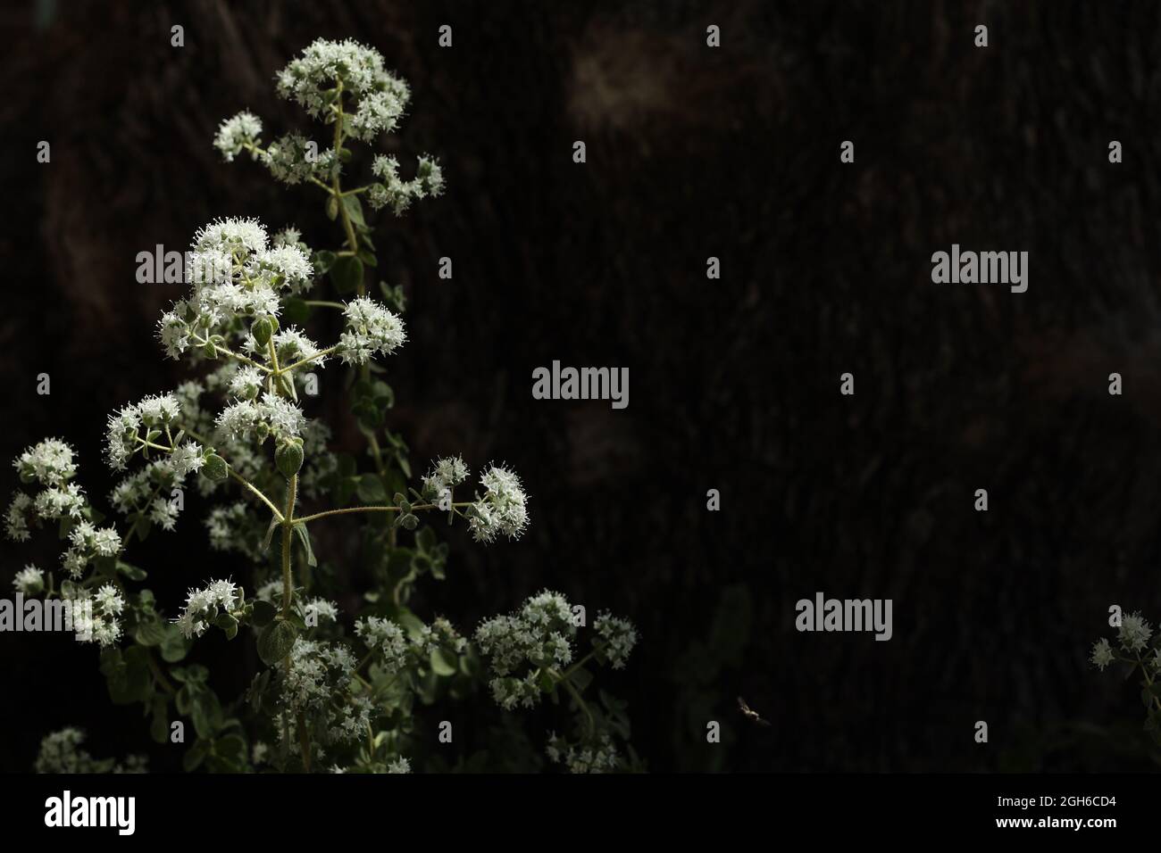 Greek pot plant hires stock photography and images Alamy
