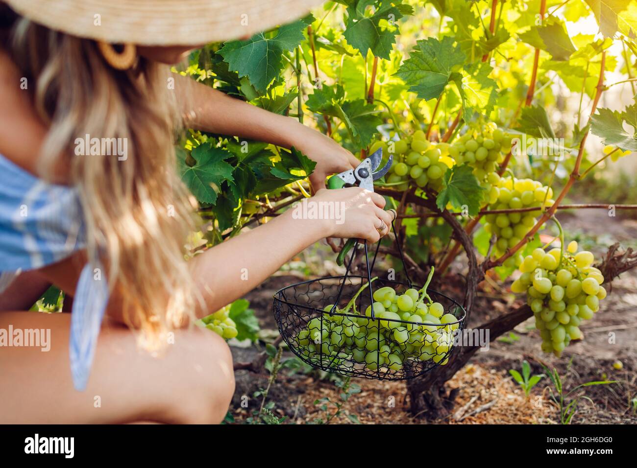 Farmer gathering crop of grapes on ecological farm. Woman cutting table grapes with pruner and