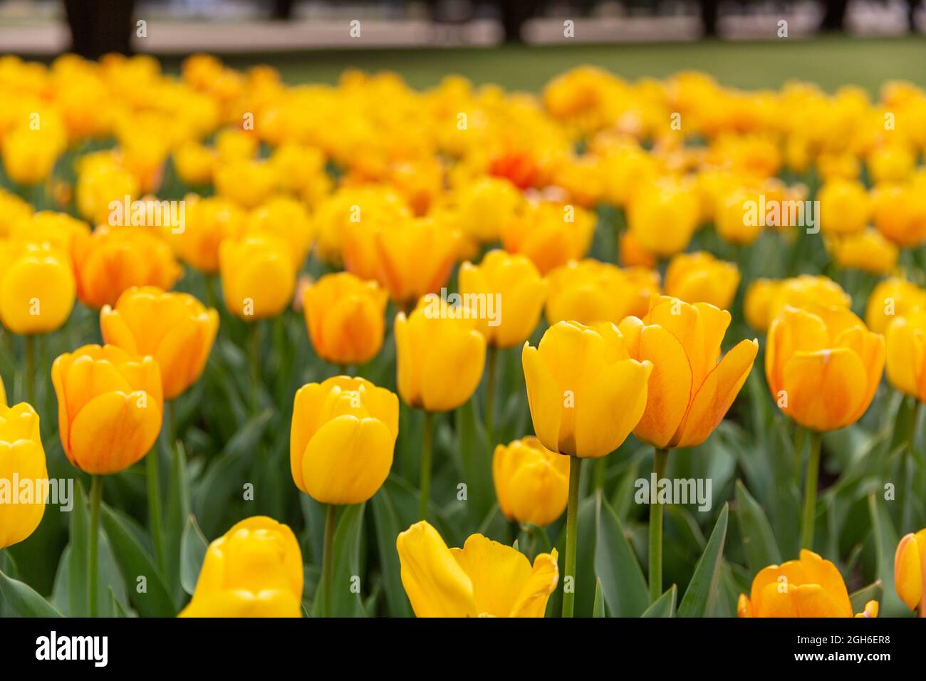 Tulip Festival at Hampton Court Palace Stock Photo Alamy