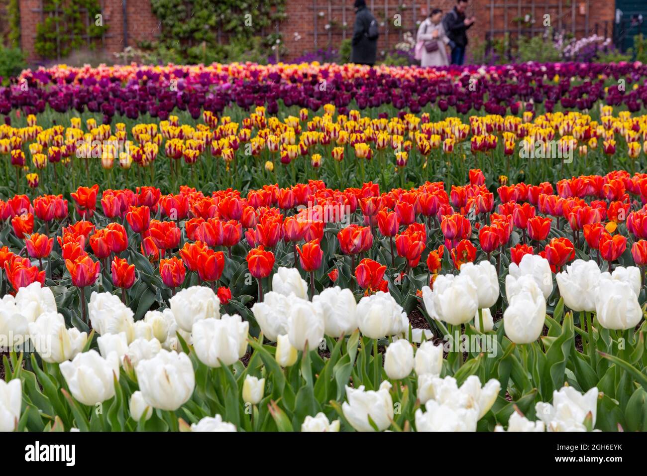 Tulip Festival at Hampton Court Palace Stock Photo Alamy
