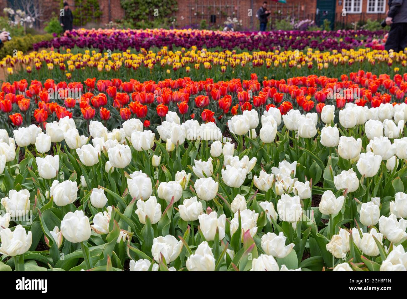 Tulip Festival at Hampton Court Palace Stock Photo Alamy