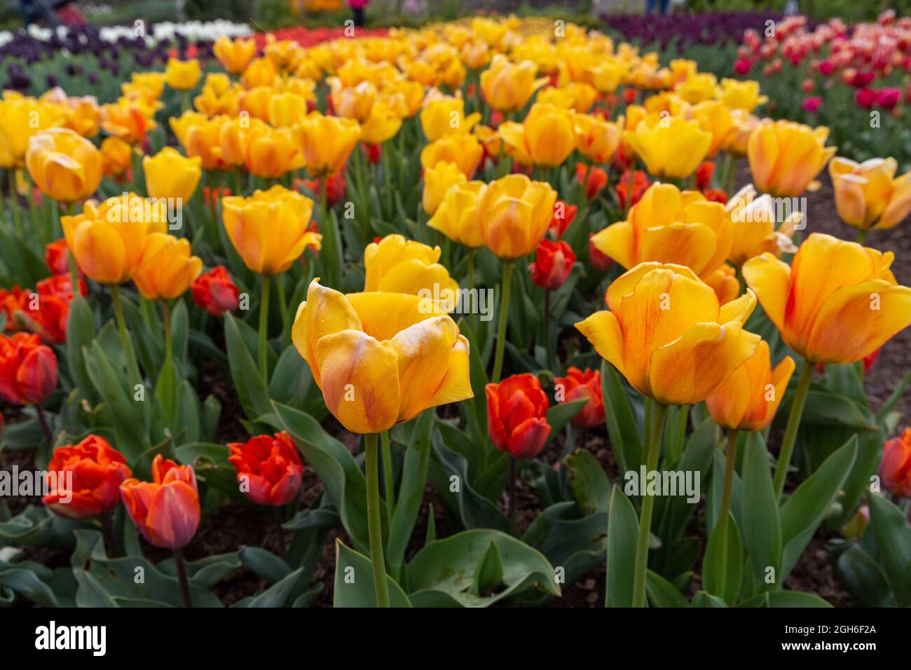 Tulip Festival at Hampton Court Palace Stock Photo Alamy