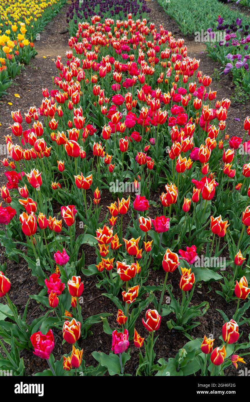 Tulip Festival at Hampton Court Palace Stock Photo Alamy