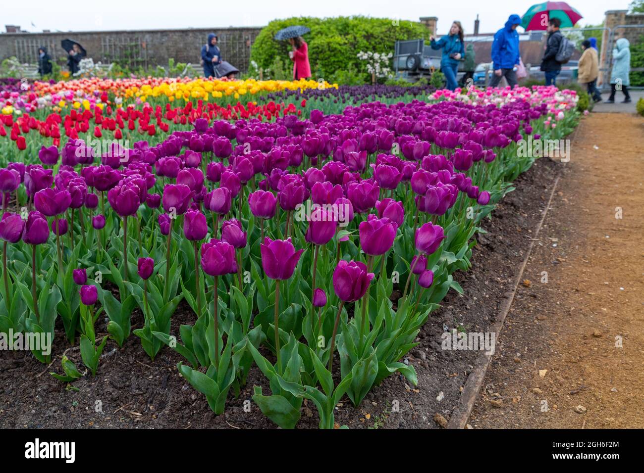Tulip Festival at Hampton Court Palace Stock Photo Alamy