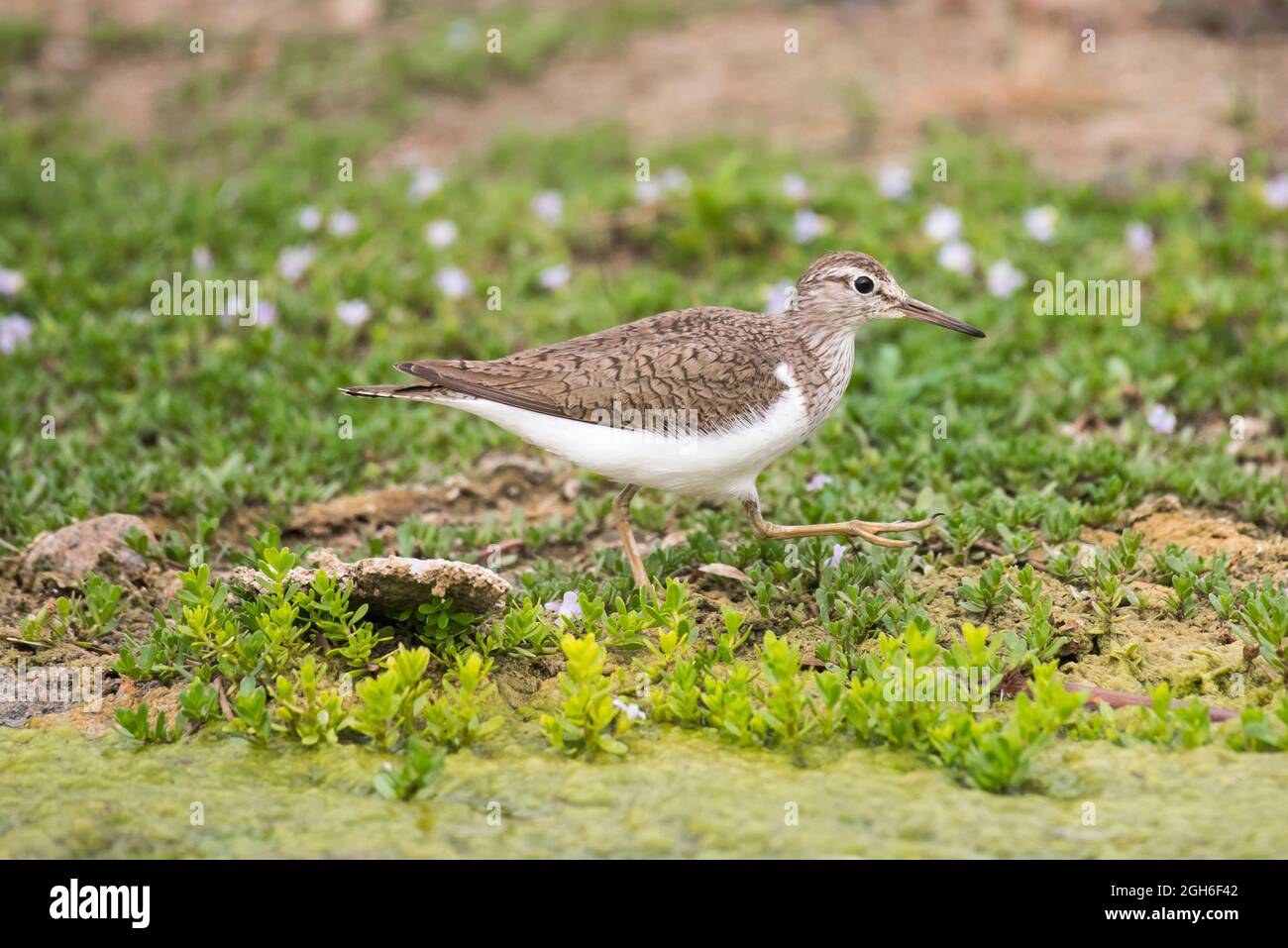 Greater Sand Plover from Saudi Arabia Stock Photo