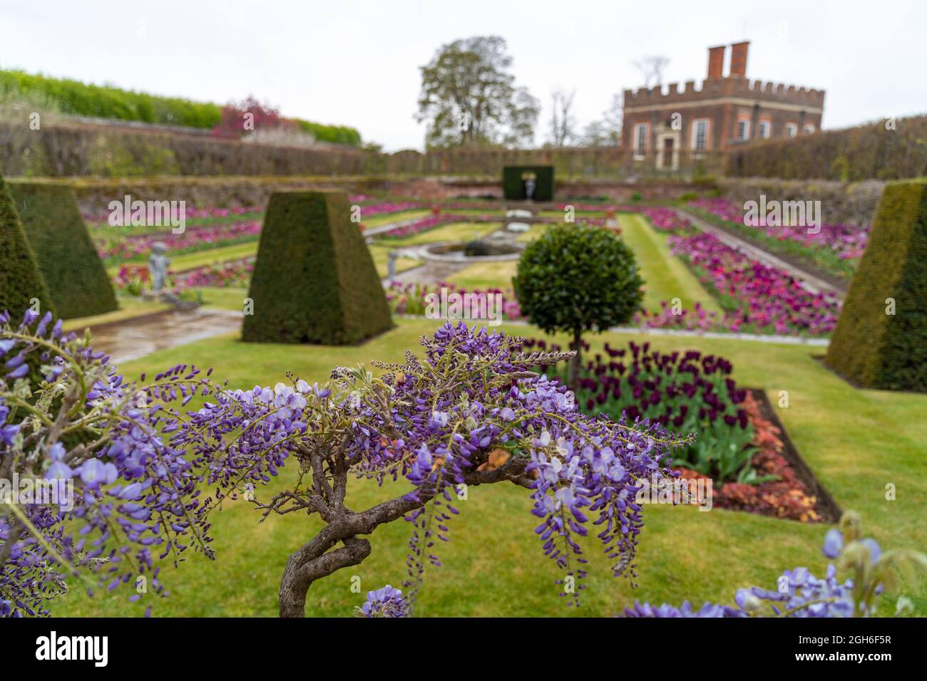 Tulip Festival at Hampton Court Palace Stock Photo Alamy