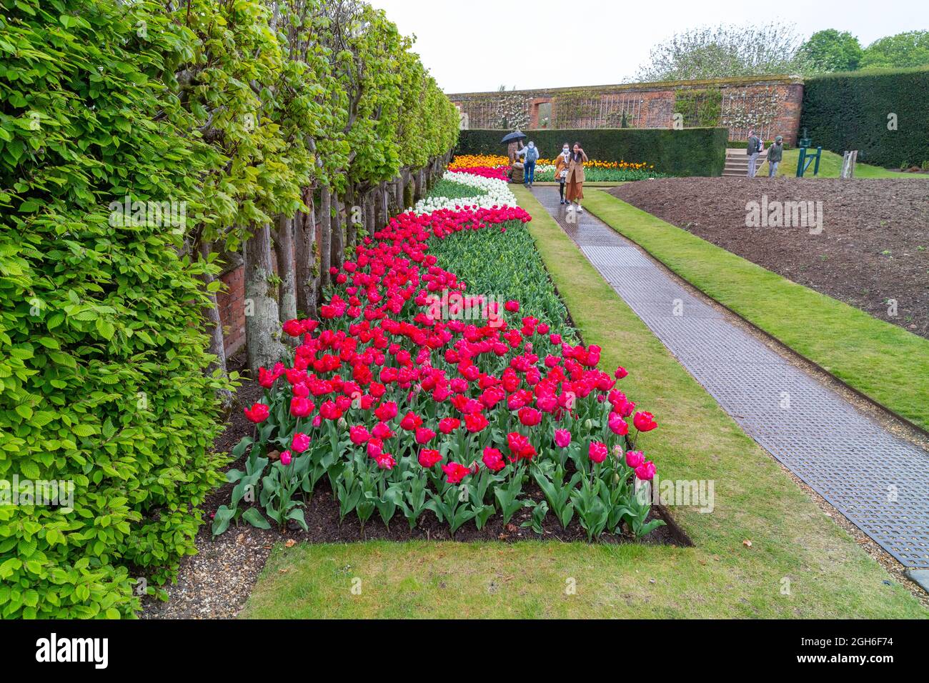 Tulip Festival at Hampton Court Palace Stock Photo Alamy