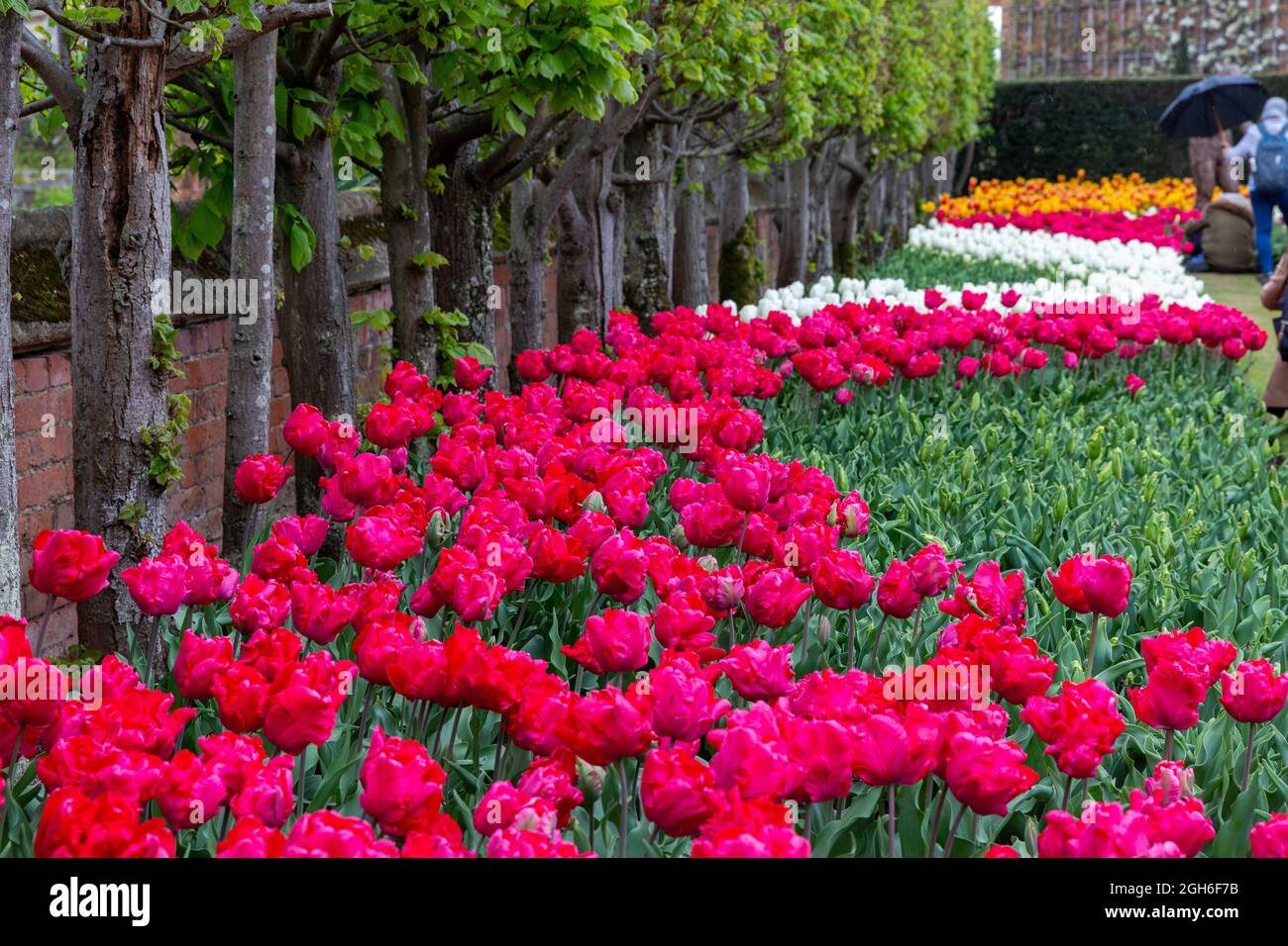 Tulip Festival at Hampton Court Palace Stock Photo Alamy