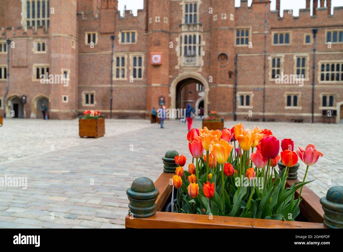 Tulip Festival at Hampton Court Palace Stock Photo Alamy
