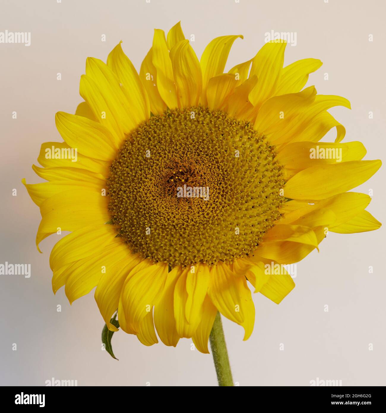 Sunflower Russian Giant Stock Photo Alamy