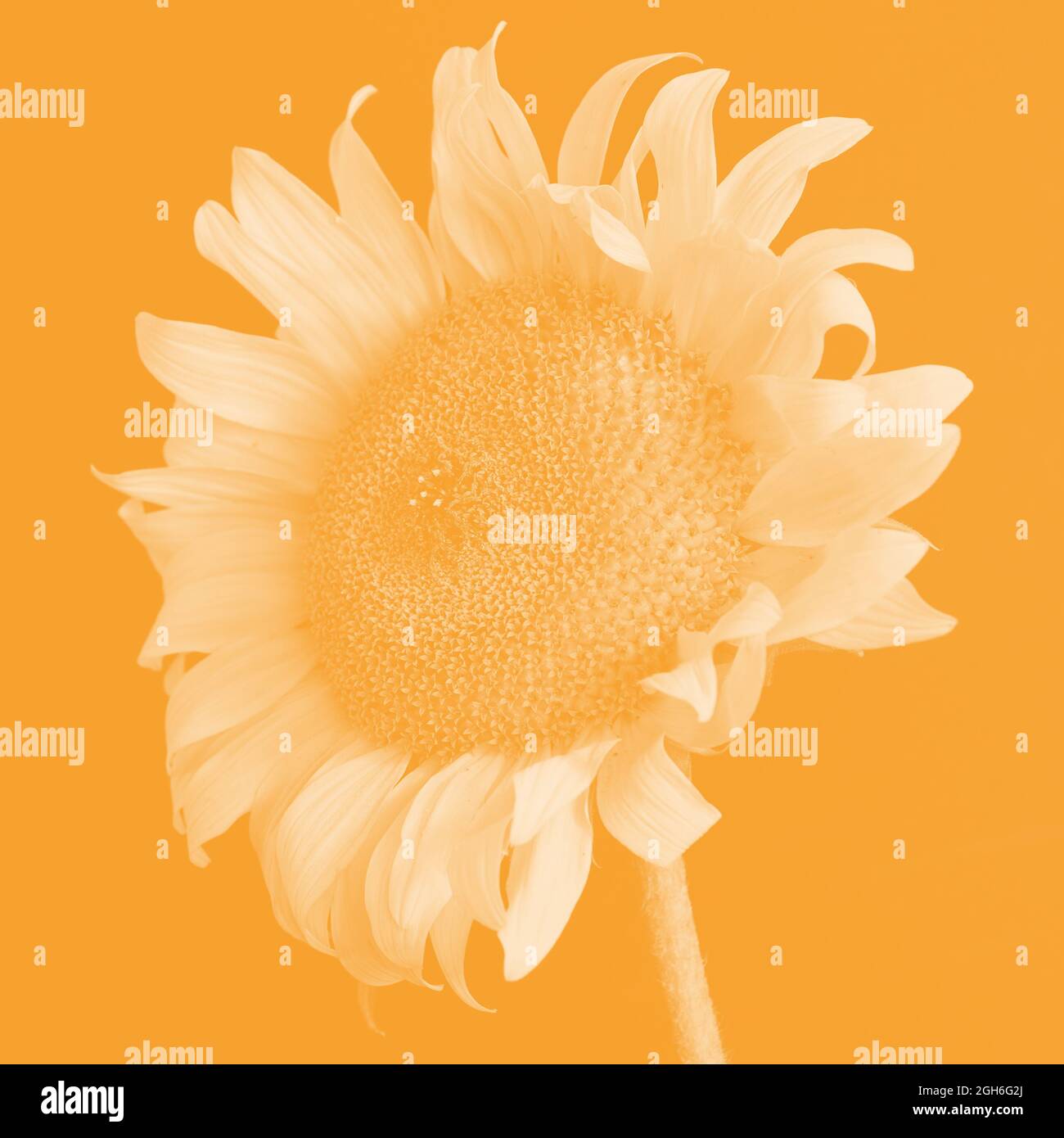 Russian giant sunflower hires stock photography and images Alamy