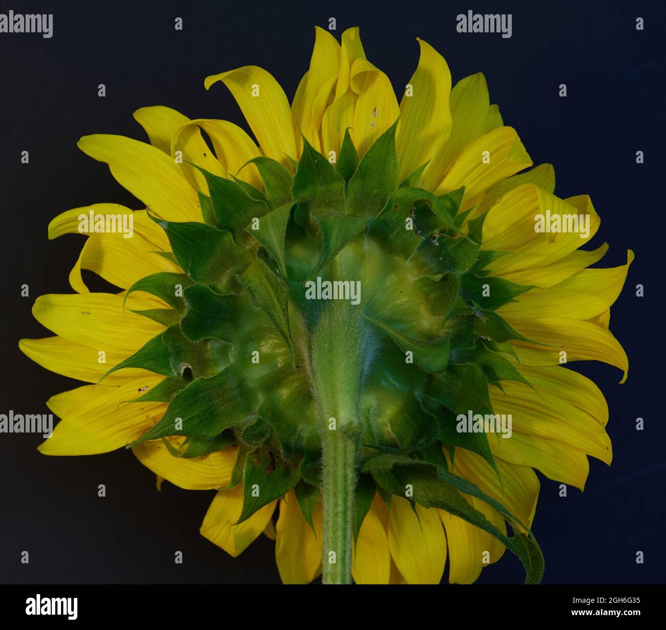 Sunflower Russian Giant Stock Photo Alamy