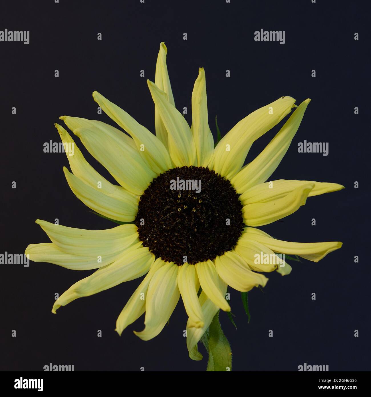 Sunflower Colour Parade: A Stunning Display of Nature's Hues