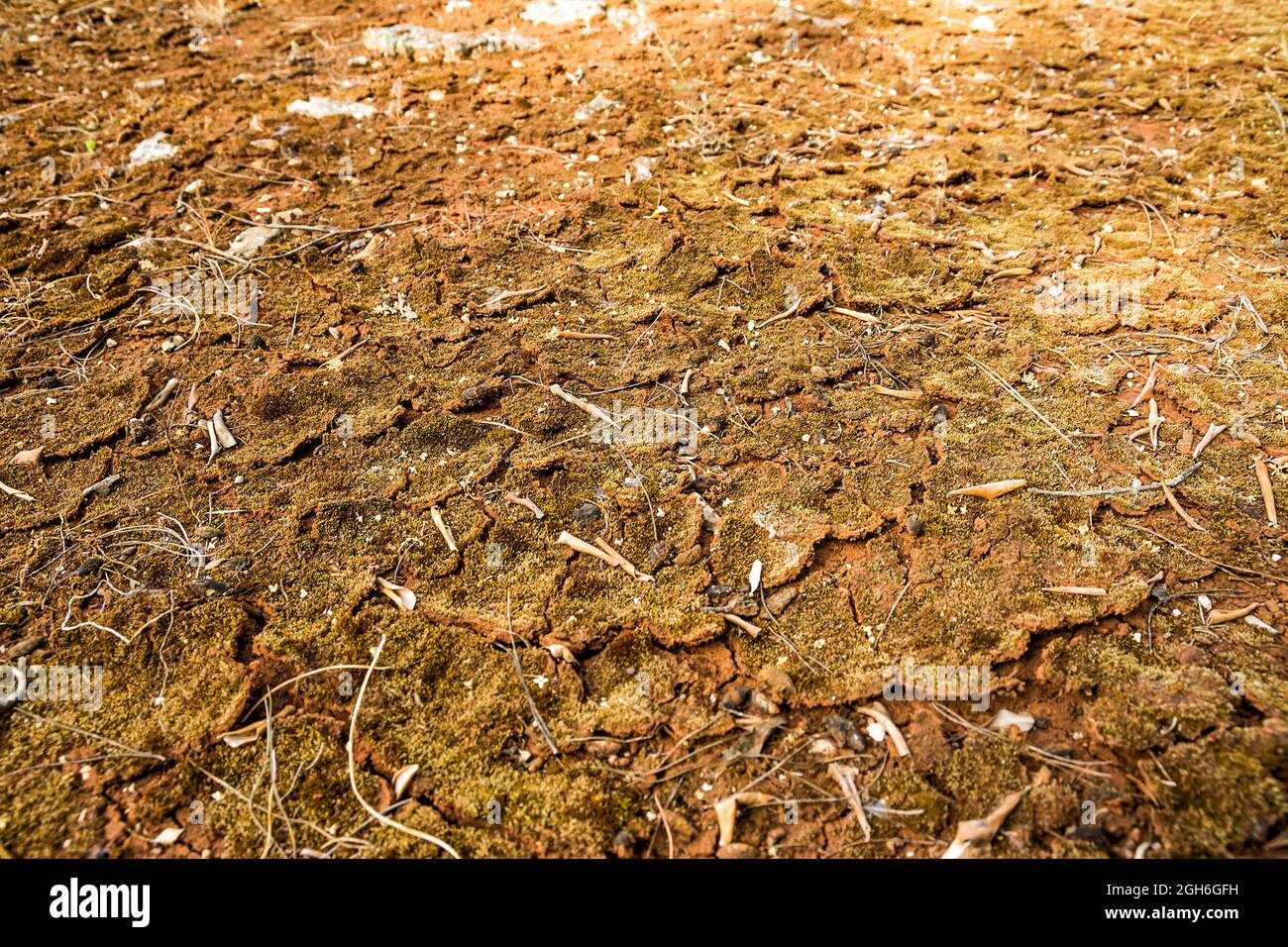 Arid land cracked by drought Stock Photo
