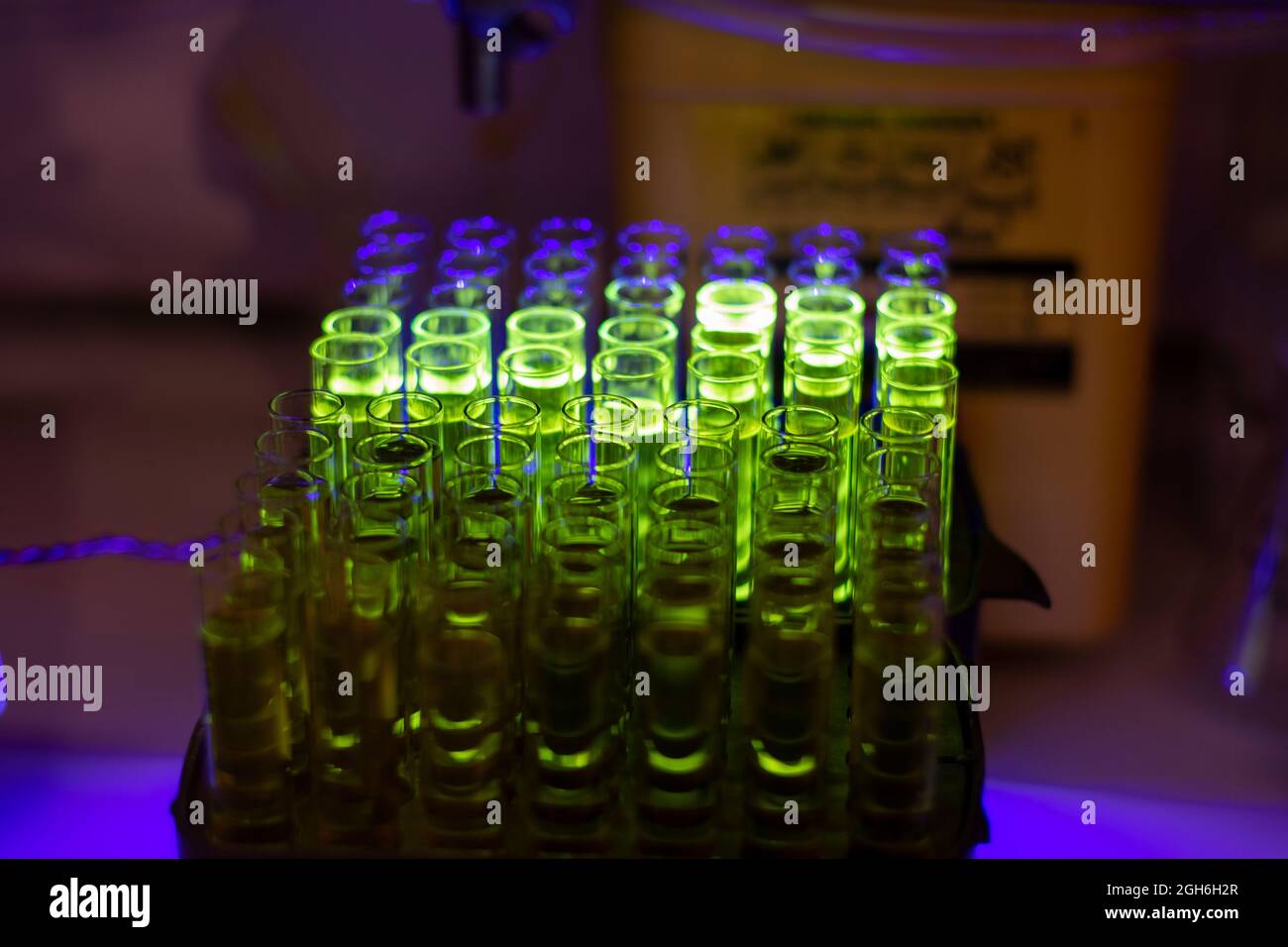 Glowing fluorescent compound collected from column chromatography in multiple test tube in a chemistry laboratory for pharmaceutical research Stock Photo