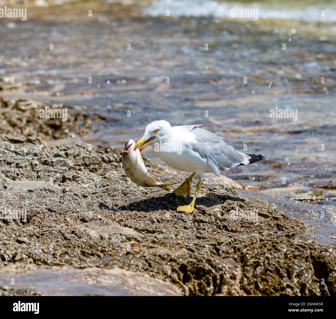 Seagull holding in its beak fresh caught Salema fish on the rocky seashore Stock Photo