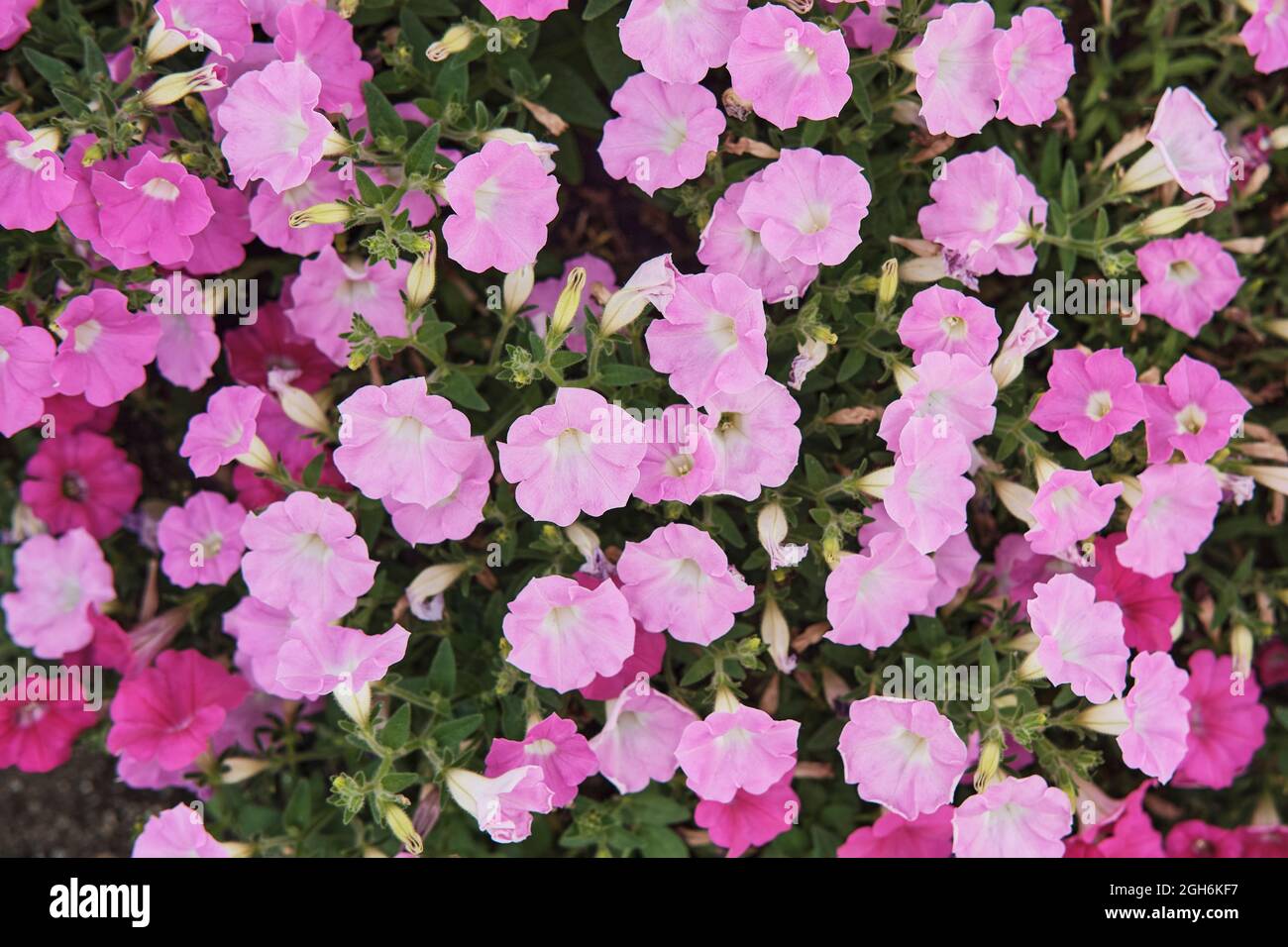 Pink Petunia, floral background Stock Photo - Alamy