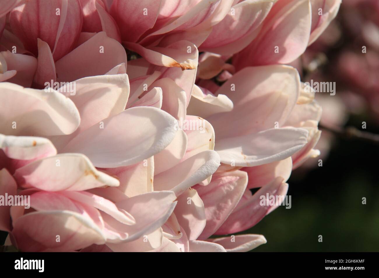 beautiful magnolia flowers Stock Photo