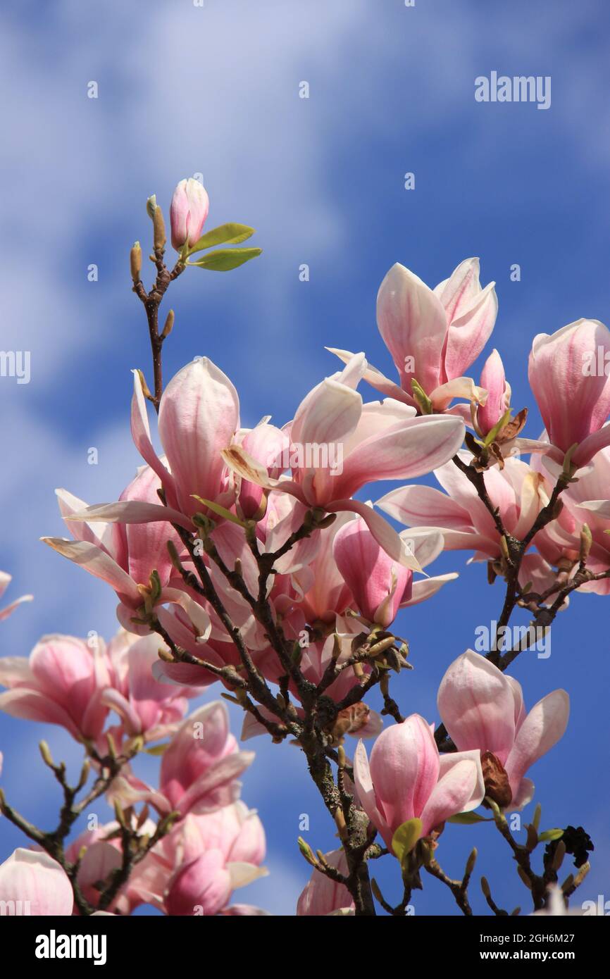 impressive beautiful pink magnolia blossoms against a blue sky Stock ...
