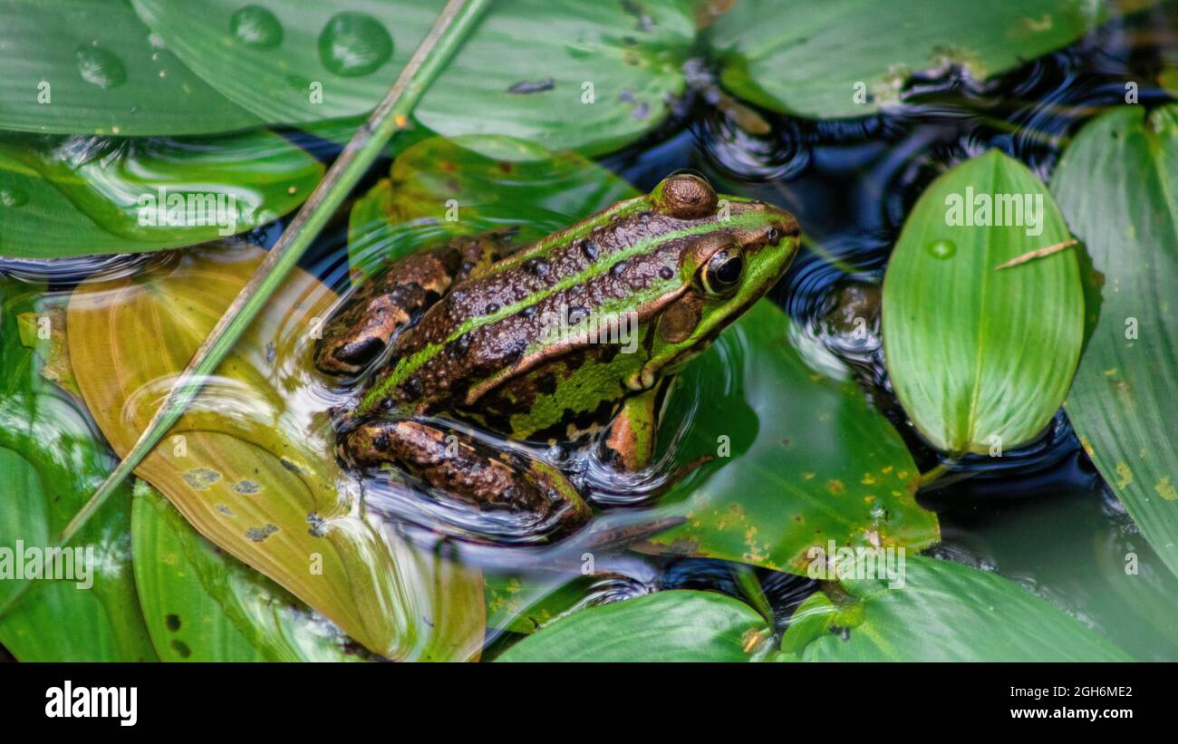 European Edible frog(Pelophylax esculentus) on green water plants. Waren, Germany Stock Photo