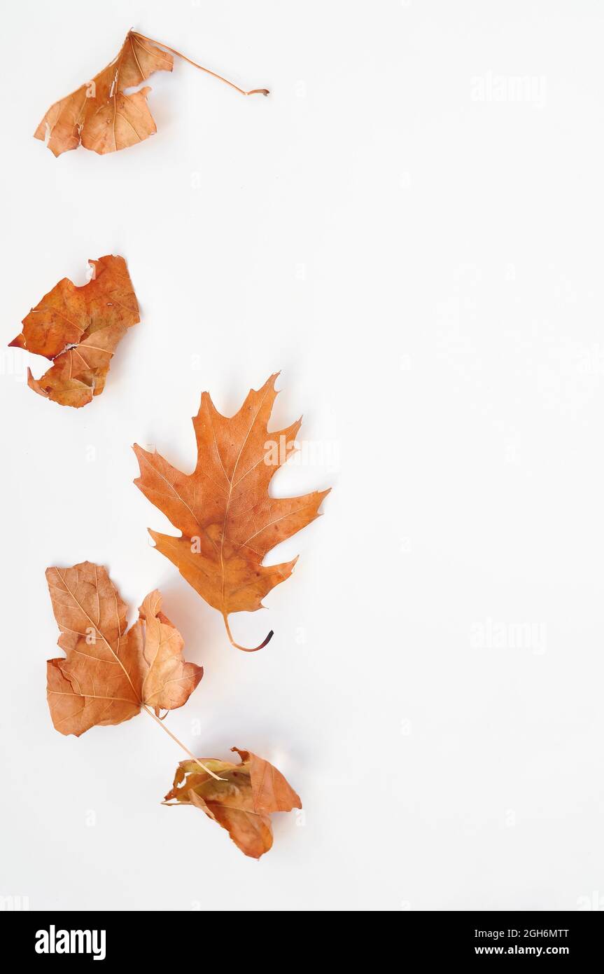 autumn leaves composition on white background Stock Photo - Alamy