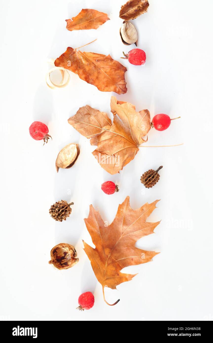 autumn leaves composition on white background Stock Photo - Alamy