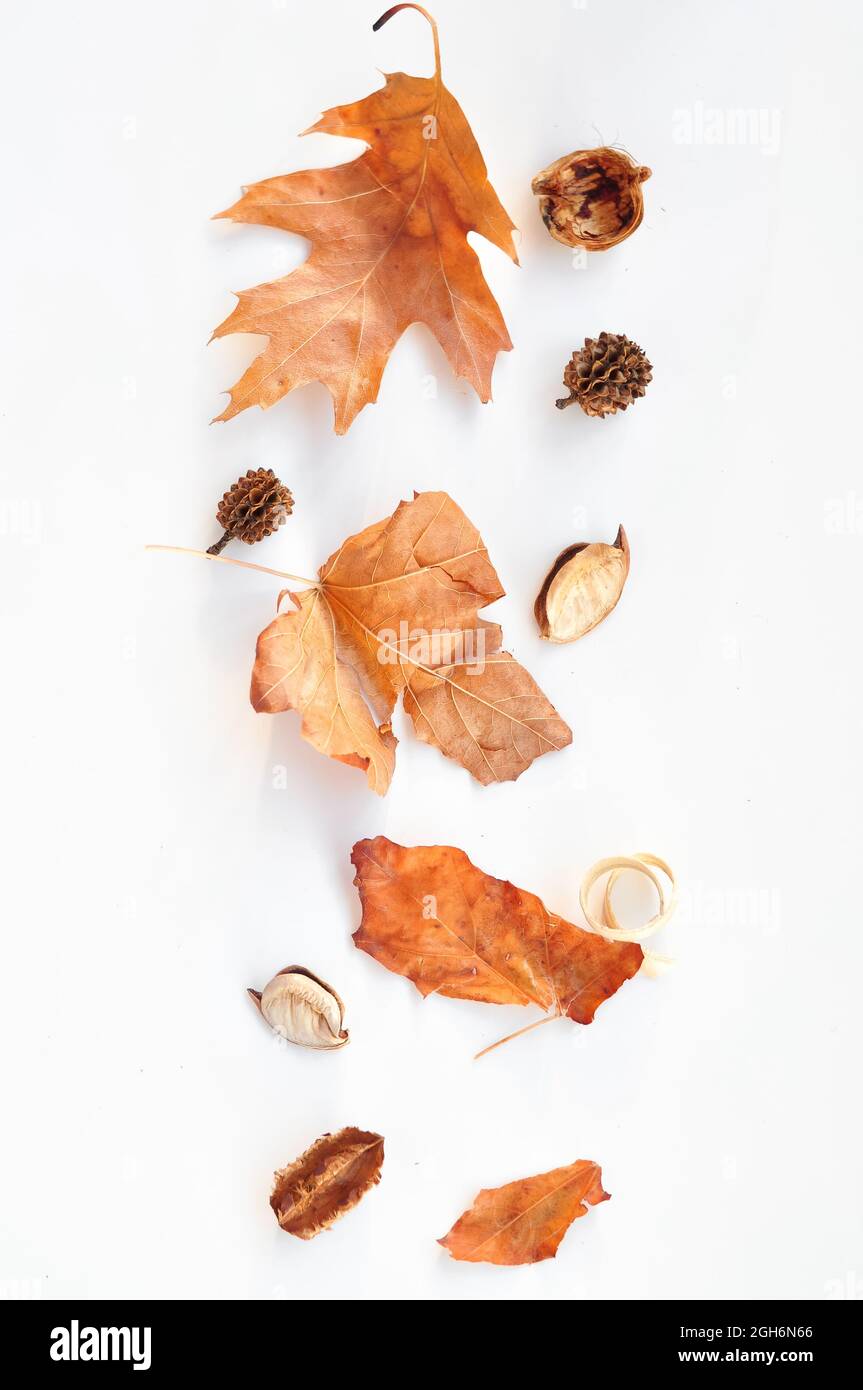 autumn leaves composition on white background Stock Photo - Alamy