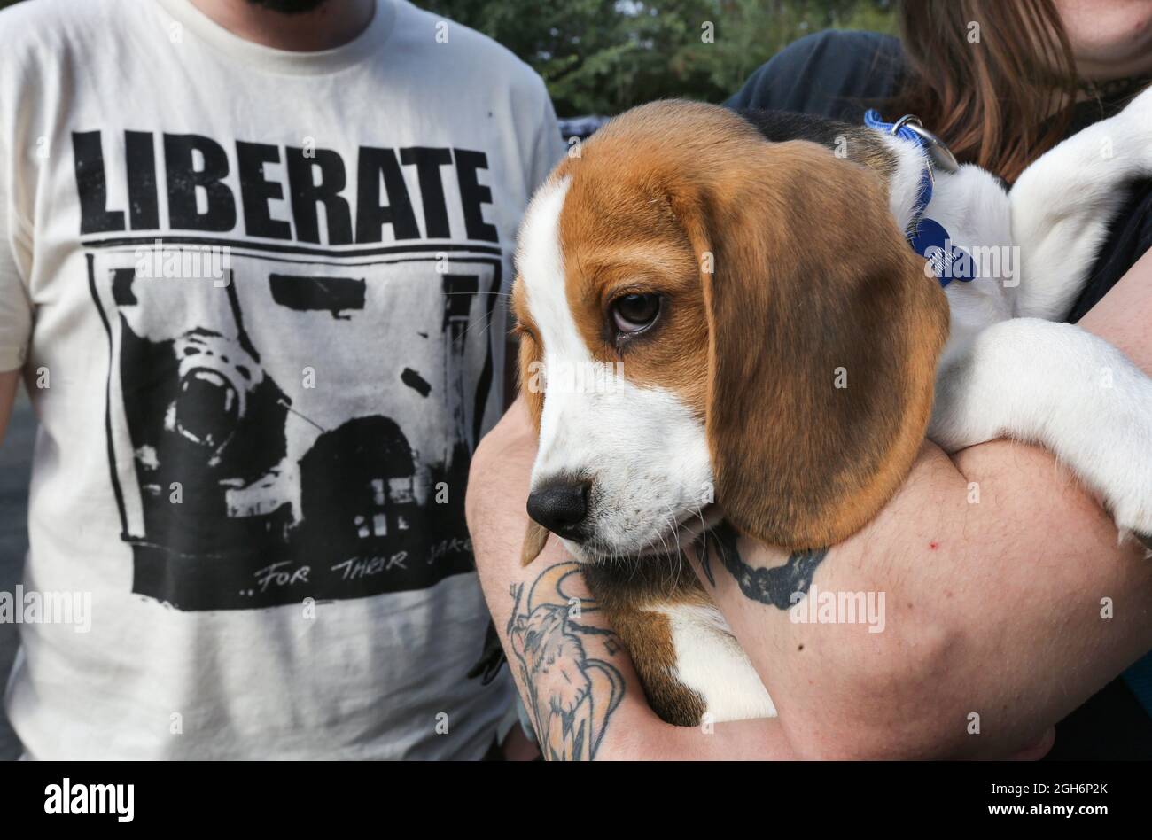 Beagle puppy Copper is brought to meet the protesters outside. 67 days on  Camp Beagle and its residents continue to protest outside the puppy farm  MBR Acres. The activists despite a High
