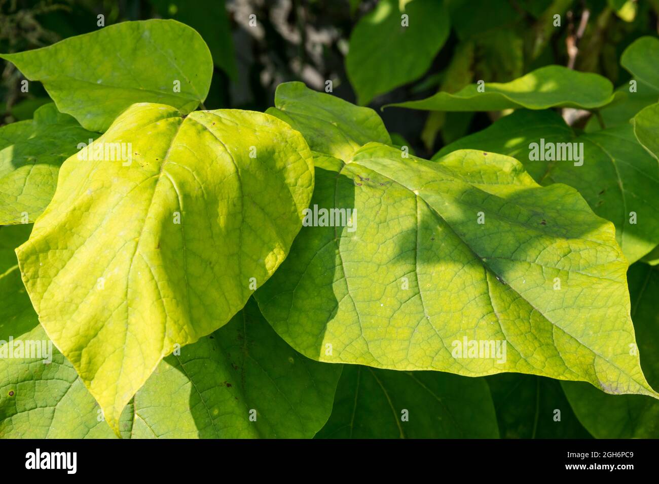 The large leaves of an Indian bean tree, Catalpa bignonioides. Stock Photo