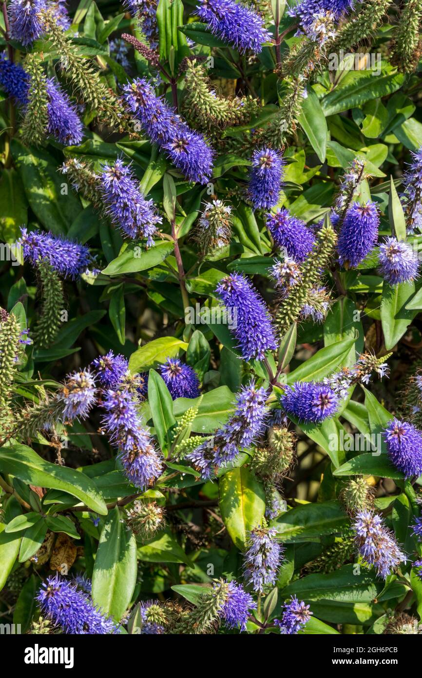 Large number of purple flowers on a Hebe plant. Stock Photo