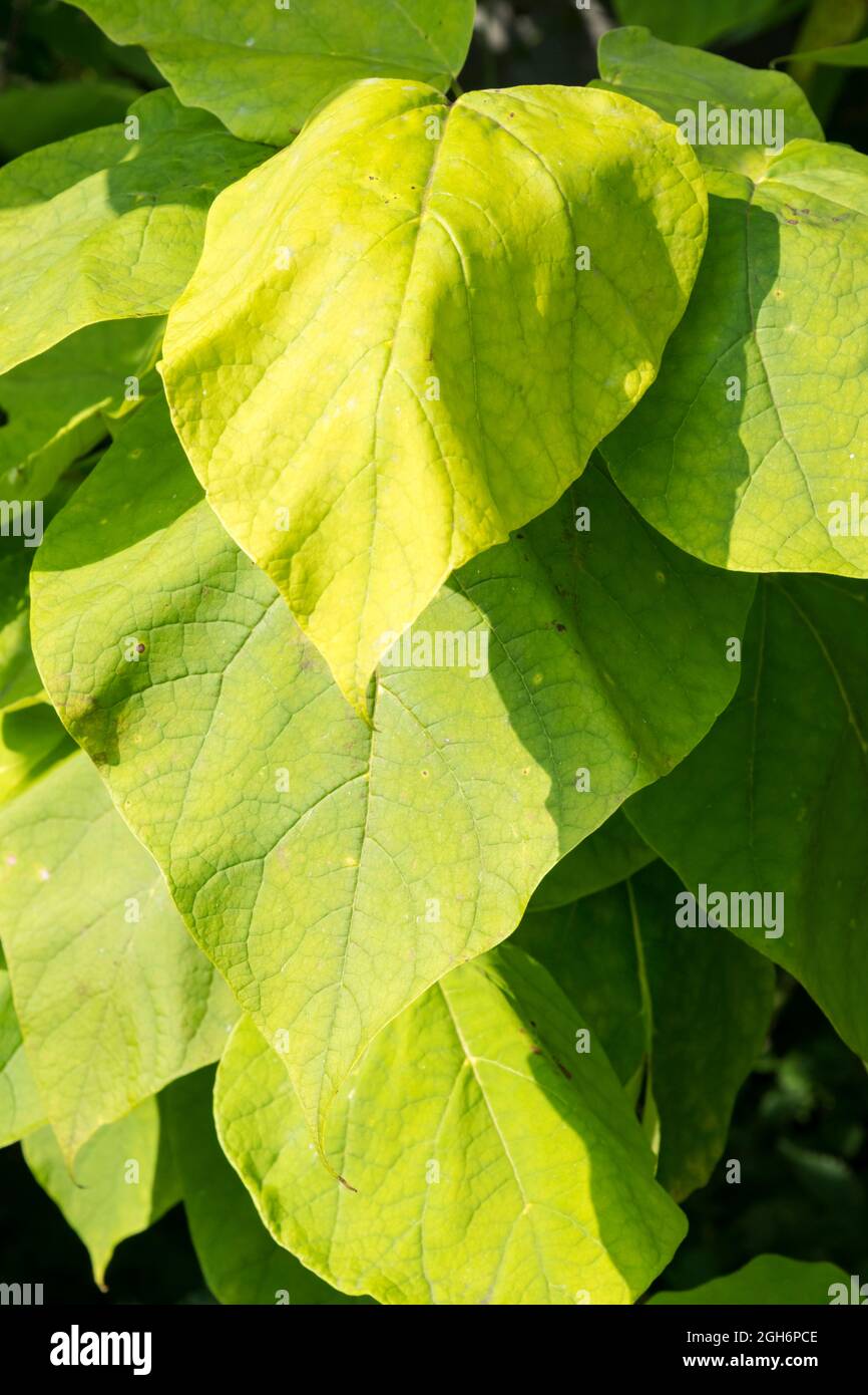 The large leaves of an Indian bean tree, Catalpa bignonioides. Stock Photo