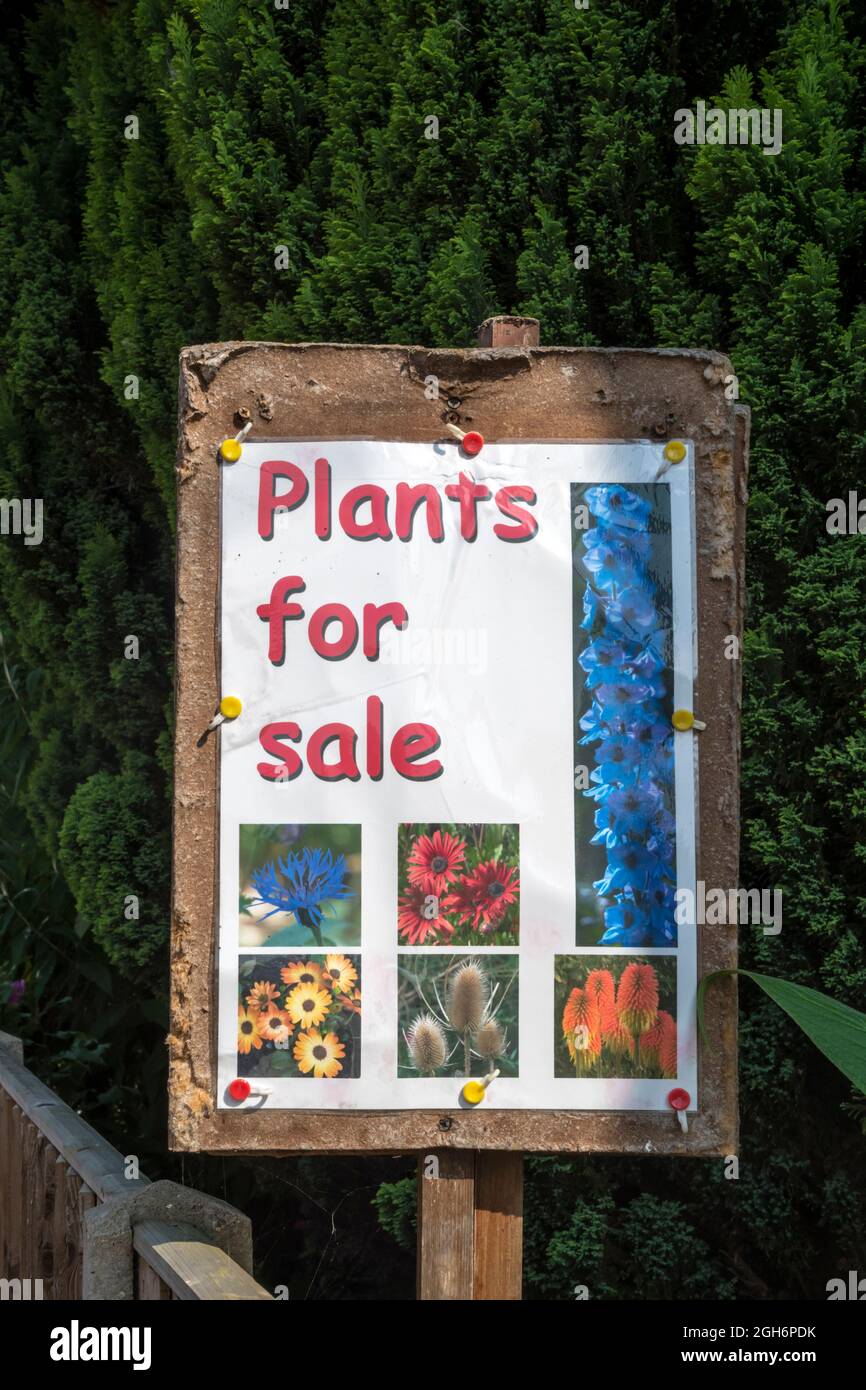 Plants for Sale sign in garden of house in Norfolk village Stock Photo