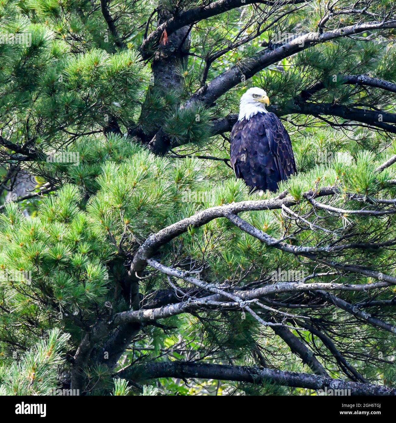 American Bald Eagle perched in the tree on a branch in summer Stock ...