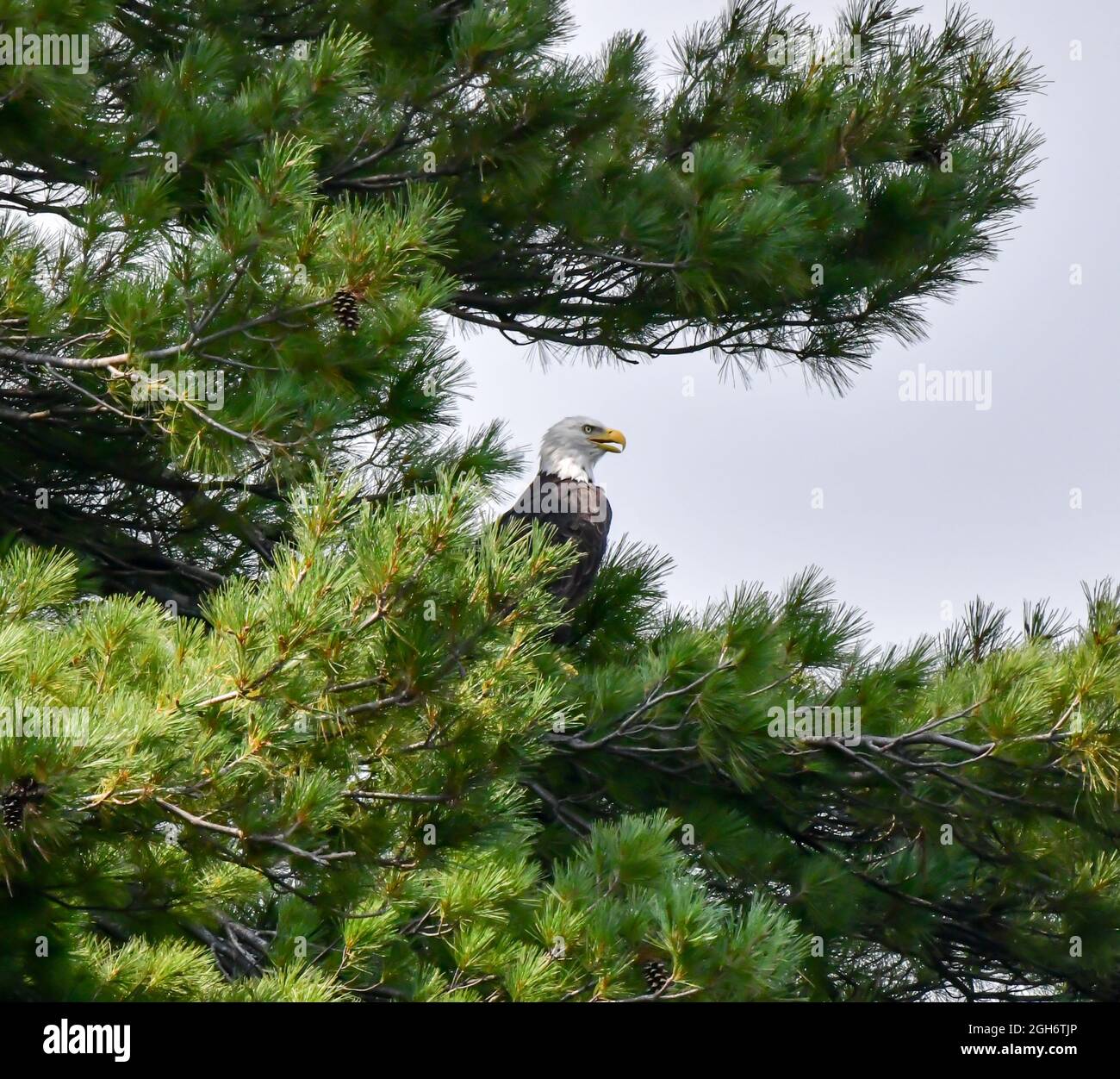 American Bald Eagle perched in the tree on a branch in summer Stock ...