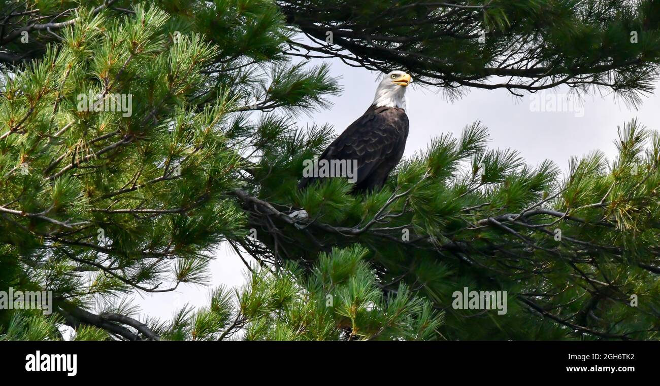American Bald Eagle perched in the tree on a branch in summer Stock ...