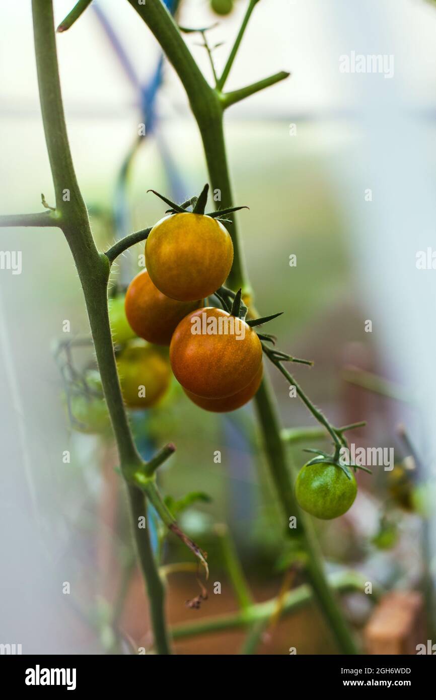 Ripe red tomatoes on the branches in the greenhouse Stock Photo - Alamy