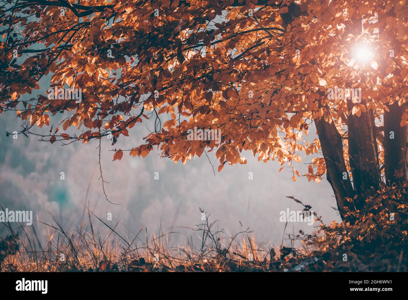 Magic autumn landscape - golden oak tree in sunset Stock Photo - Alamy