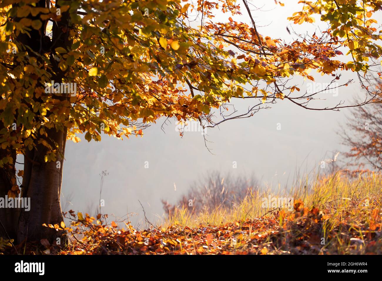Magic autumn landscape - golden oak tree in sunset Stock Photo - Alamy