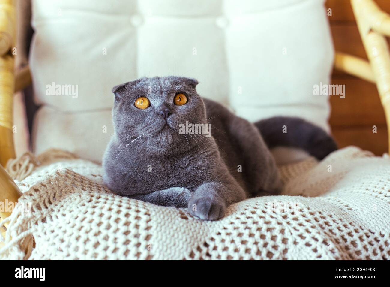 Gray scottish fold cat sitting on a chair Stock Photo