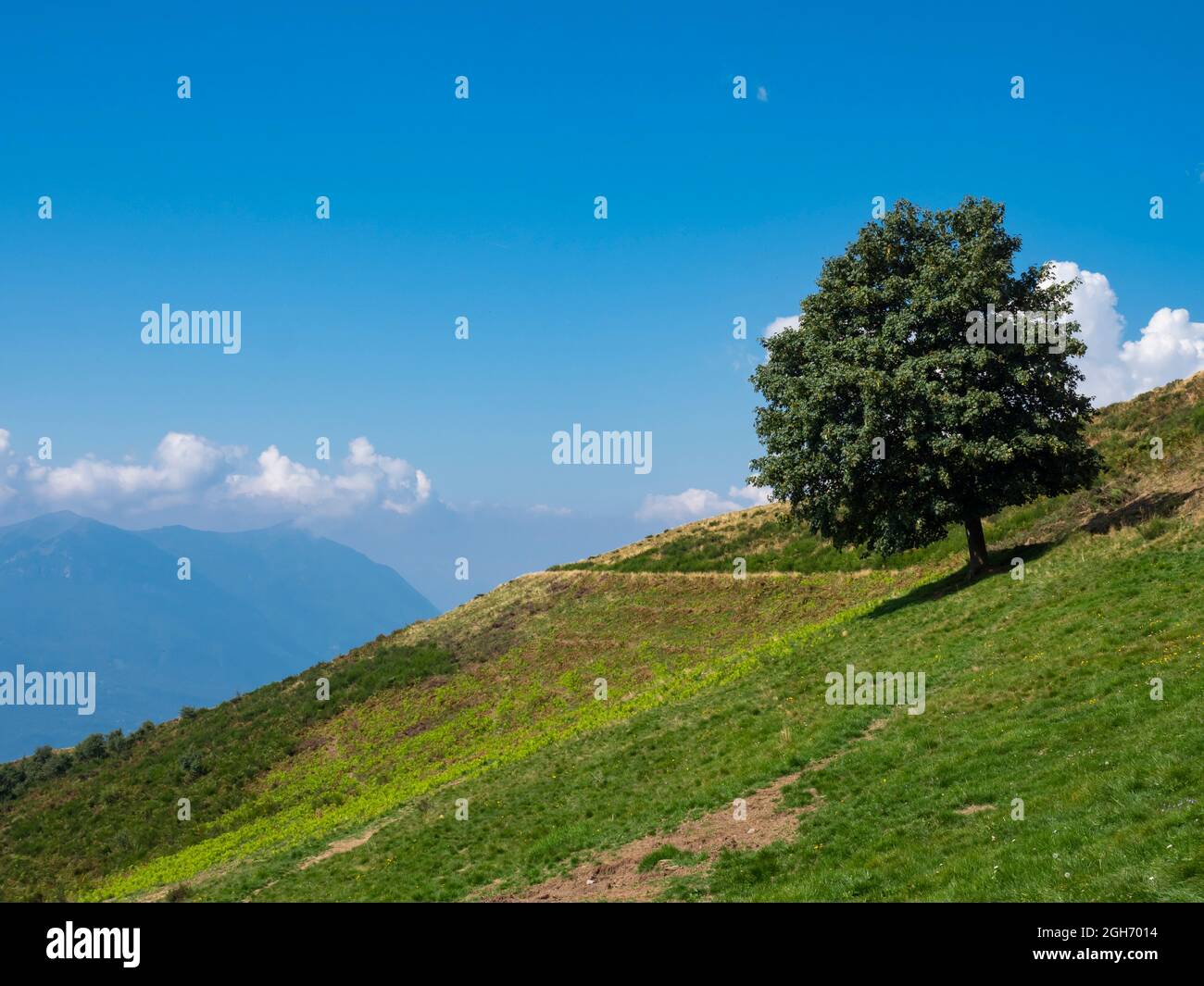 Lonely tree in the italian alps of Lake Como Stock Photo