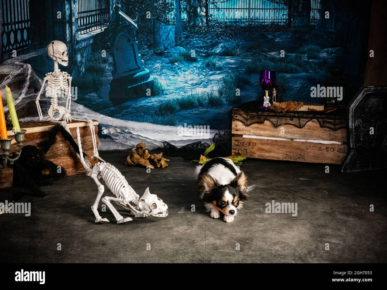 Chihuahua in a Halloween setting with skeletons Stock Photo Alamy
