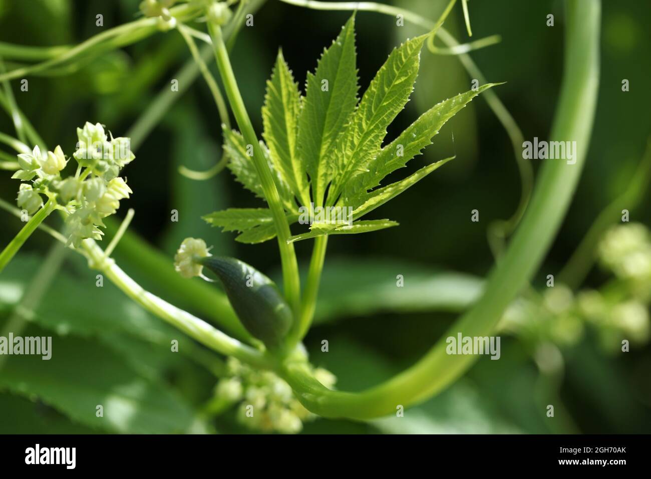 Close-up of a South American Achocha  Stuffing Gourd ( Cyclanthera pedata ) its cucumber-shaped fruits has edible fruits Stock Photo