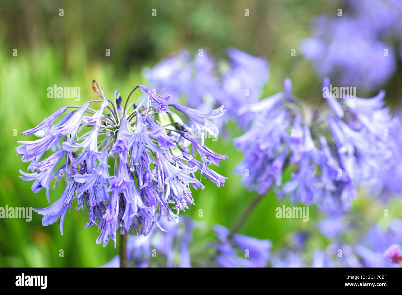 Close up of African Lily / Agapanthus africanus ' Loch Hope ' variety