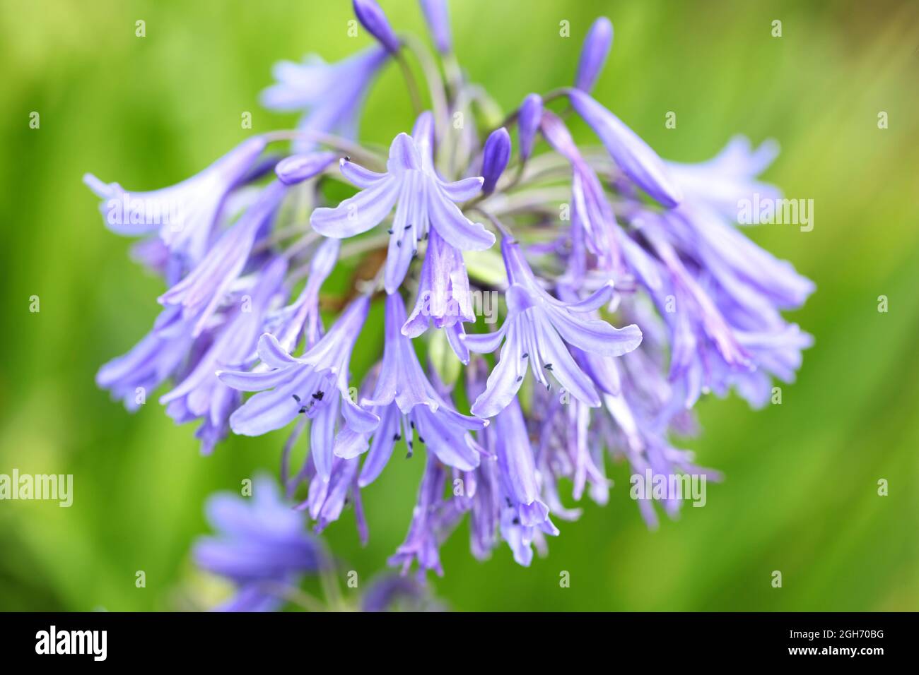 Close- up of African Lily  / Agapanthus africanus ' Loch Hope  ' variety Stock Photo