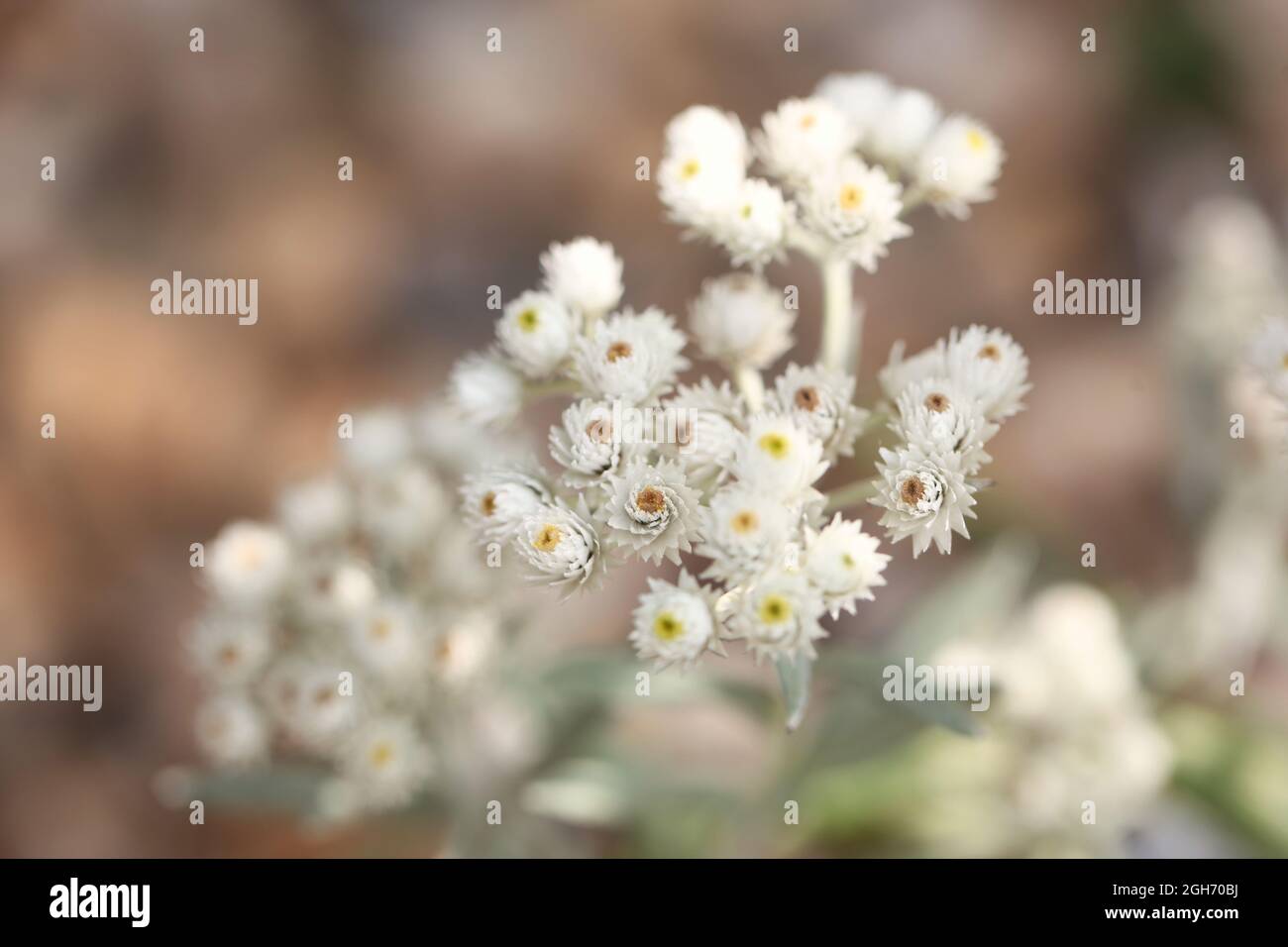 Three-nerved pearly everlasting  'Sommerschnee ' (Anaphalis triplinervis ) Stock Photo