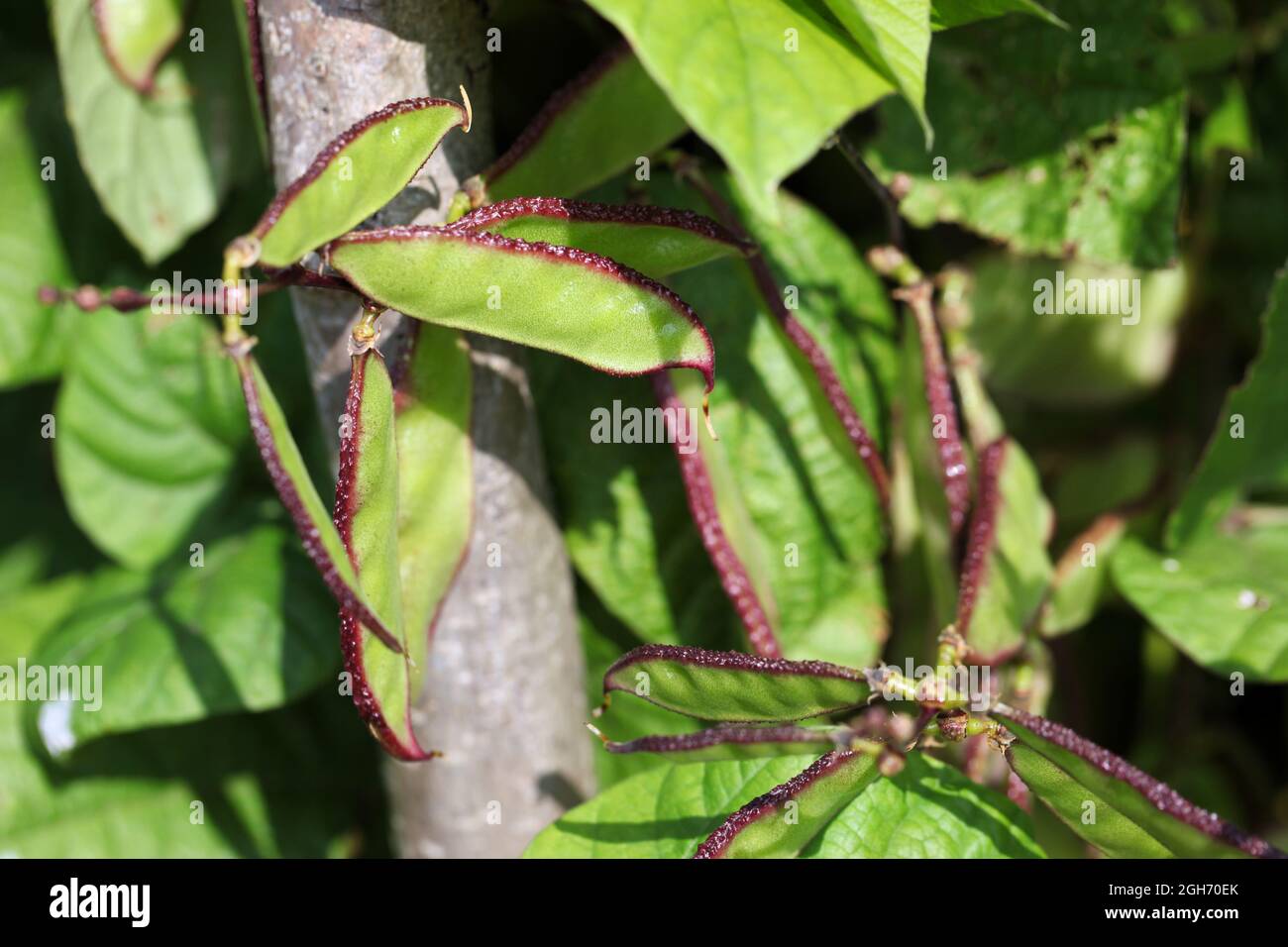 LabLab Bean 'Yings' (Lablab purpureus) Stock Photo