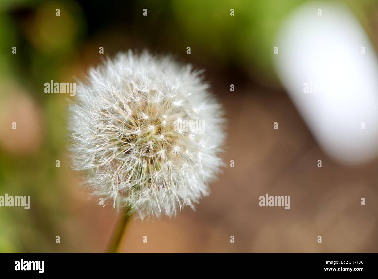 white fluffy dandelion Taraxacum officinale on a green and brown blurred background. Stock Photo